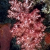 coral_soft_lw_tam_v_0212_bal3809.jpg